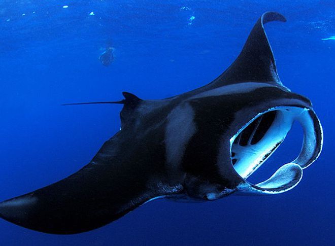 Buceo con Mantarrayas