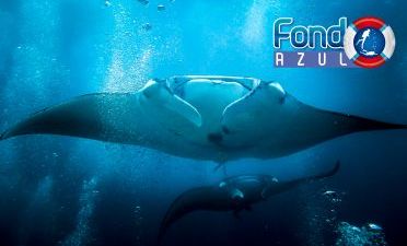 Buceo con mantarrayas