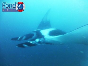 scuba dive with manta rays