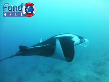 mantarraya gigante