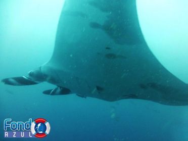 Conoce a estos gigantes marinos