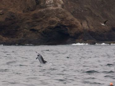 Delfines en la isla de Salango