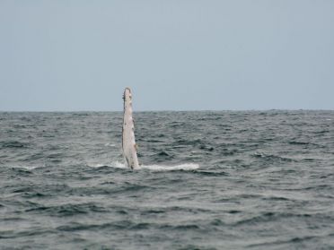 humpback whale