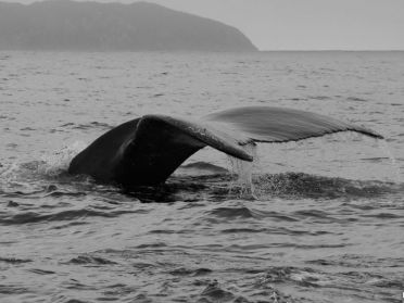 Humpback whale